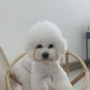 윌리하니 그루밍 이미지