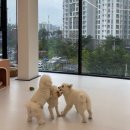 머뭄 애견유치원 이미지