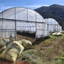 10/27 306답 왕겨 넣다. 이미지