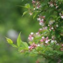 댕강 댕강 이미지