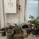 제주에선 쪼끌락 이미지