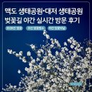 맥도생태공원 | 맥도 생태공원에서 대저 생태공원 야간 벚꽃 실시간 방문 후기