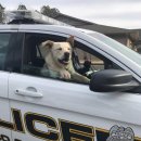 펫드라이브 이미지