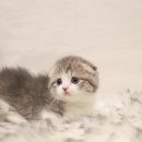 인천고양이분양 도레미캣 이미지