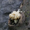 영란농장 이미지