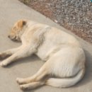 송조농원 이미지