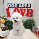 도그아레아 이미지