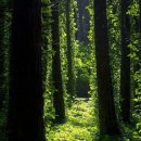 나무와풍경 이미지