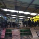 흑염소농장 이미지