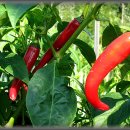 사암농장 이미지