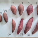 상월고구마두레영농조합법인