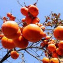 고산농장 1 이미지