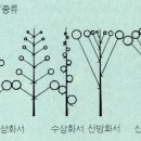 무한화서(indefinite inflorescence) 이미지