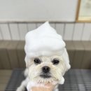 클라우드독 미용실 이미지