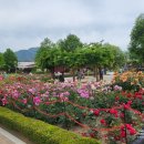 곡성사슴 | 곡성 장미축제 다녀온 후기