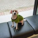 서울한빛동물병원 이미지