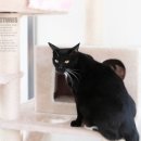 동물사랑애견샵 이미지