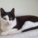 냥이파파 이미지