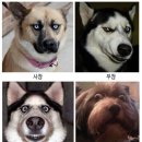 빵터졌네 이미지