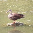 소문난꼬마김밥 이미지