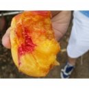 금광농장 이미지