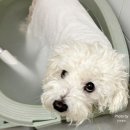 강아지미장원 이미지