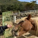 양  수 | 남해여행 필수코스! 양떼와 교감할 수 있는 남해양떼목장 ‘양마르뜨 언덕’ 방문 후기🐑💚