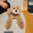 도그카페 | [파주 애견카페] 쟈빠따 도그 : 주말 방문 후기 내돈내산!