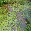 홍련봉공원 이미지