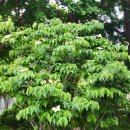 청성초 묘금분교 이미지