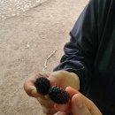 (주)해여여행사 | 페루 리마 근교 여행 추천/리마 테마파크/Castillo de Chancay/ Huaral 당일치기 후기