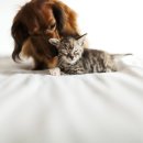 도도한강아지 이미지