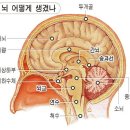 노인의 치매癡呆 해마이야기 이미지