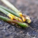 솔잎아래 이미지