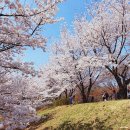 지수체육공원 | 서울숲 벚꽃 데이트 놀거리 감탄나온 실시간 뷰맛집