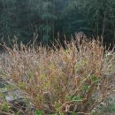 앵지밭골 이미지