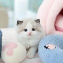 하이바이 강아지분양 고양이분양 수원점 | 용인고양이분양 신입냥이 씰바이 랙돌 남아 소개해요