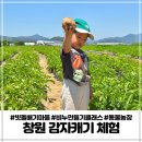 창원 감자캐기체험 빗돌배기마을 비누만들기 동물먹이주기 후기