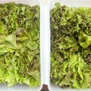 해돈농장 이미지