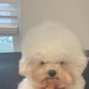 케이독 ST 이미지