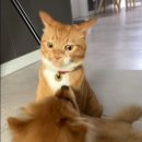 살랑 그루밍 이미지