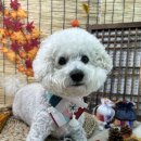 댕댕's 화양연화 이미지