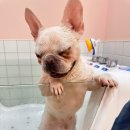 슈퍼해피독 이미지