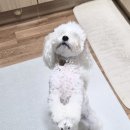 프리런 | [내돈내산] 강아지 루비의 새로운 사료 🐶 도전기, 알러지 걱정 줄이는 아투독 프리런 오리 🦆 먹방후기