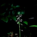 난초 - 금정구 | 난초