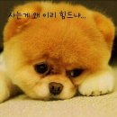 아니 - 강남구 삼성로145길 11-6 | 아니