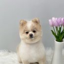 밍그루밍 이미지