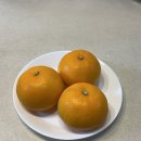 현이네 농장 | 고당도 천혜향 3kg 달콤하고 맛있는 현이네감귤농장