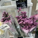 헬로앨리스마켓24 | 수원꽃집 맛집 " 헬로블룸 "에 꼭 가보세용