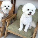 위드뚜뚜 이미지